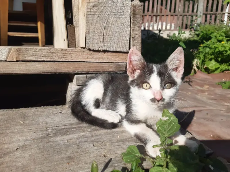 Котята