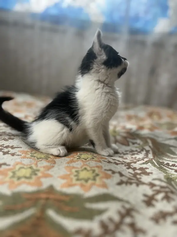 Котята в дар