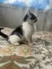 Котята в дар