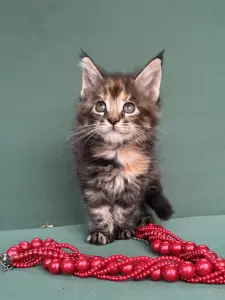Мейн-Кун котята