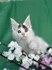 Мейн-Кун котята