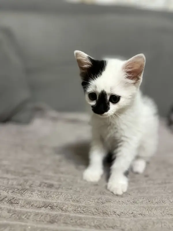 Котята в дар