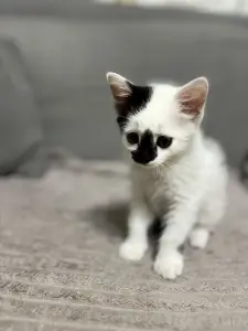 Котята в дар