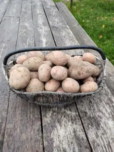 Картофель