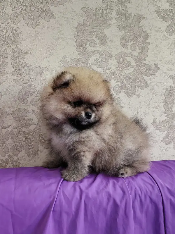 Мальчик померанского шпица
