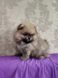 Мальчик померанского шпица