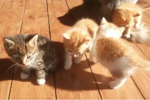 Срочно! Чудо-котята 1,5 месяца - в добрые руки.