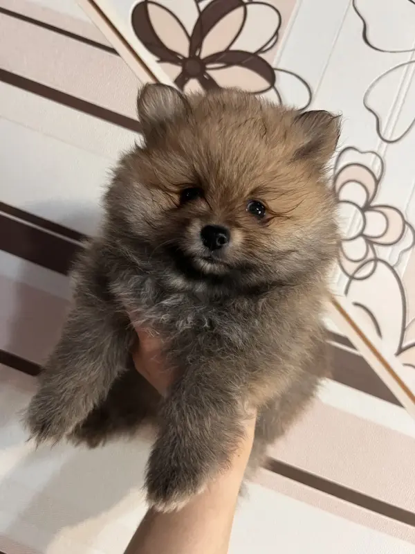 Шпиц, померанский шпиц