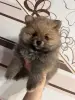 Шпиц, померанский шпиц