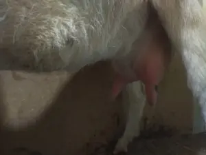 Коза, козочка