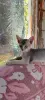Абиссинские котята