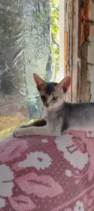 Абиссинские котята