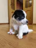 Щенки