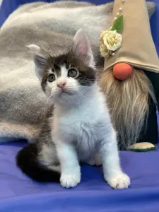 Мейн-Кун котята