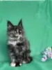 Мейн-Кун котята