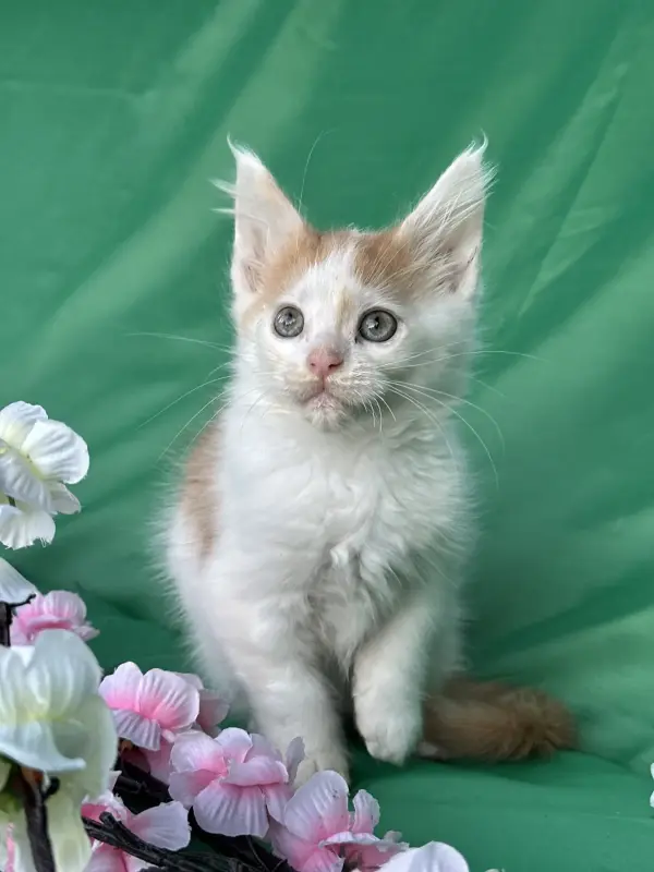 Мейн-Кун котята