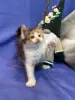 Мейн-Кун котята
