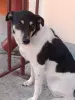 Собака