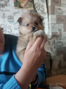 Щенки шпица