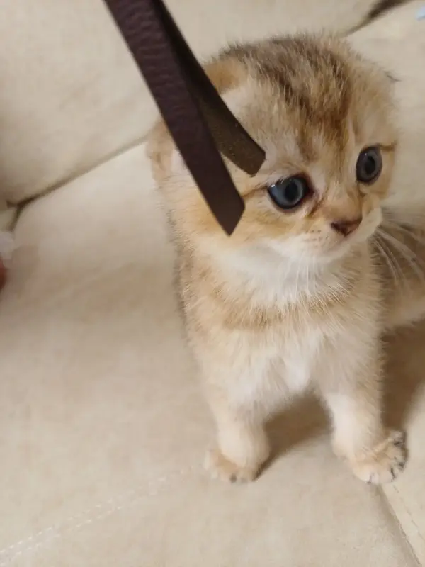 Котёнок золотая шиншилла.