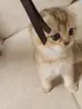 Котёнок золотая шиншилла.