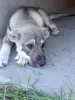 Щенки