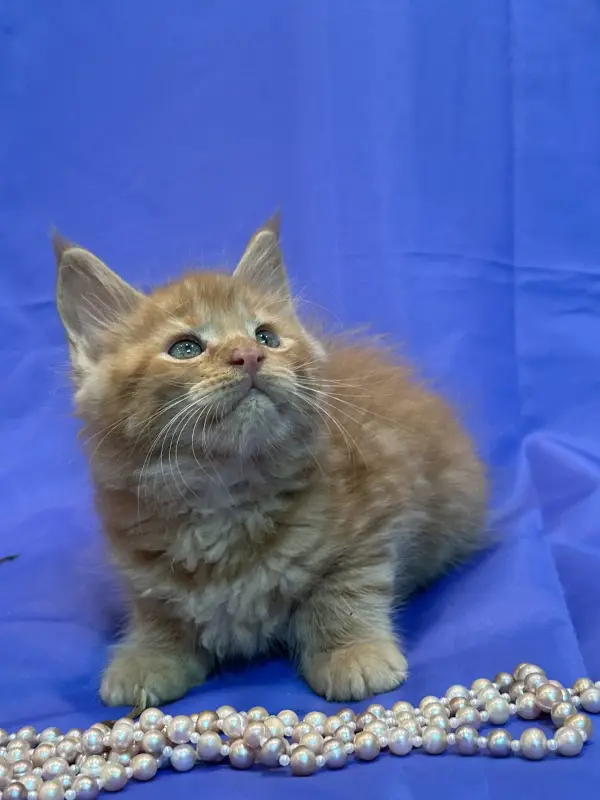 Мейн-Кун котята