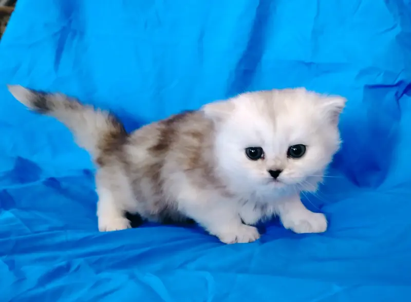 Шотландская кошечка котенок.