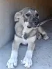 Щенки