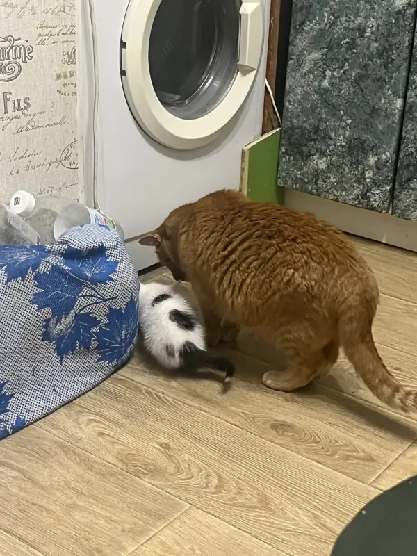 Котята в дар