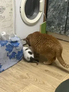 Котята в дар