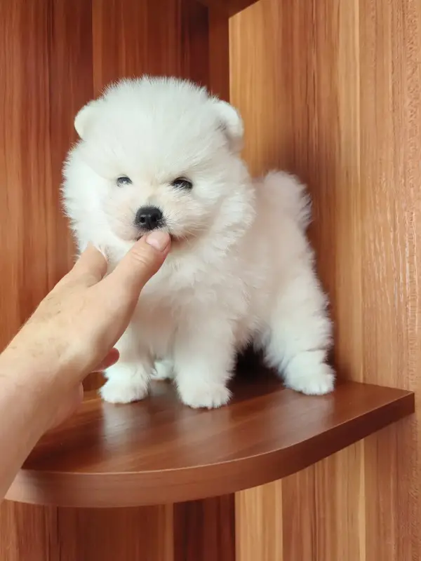 Белый мальчик померанского шпица