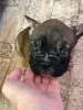 Щенок Французского бульдога