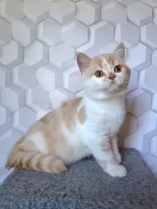 Котик породы Селкирк страйт