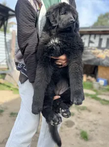 Продажа  тибетского мастифа