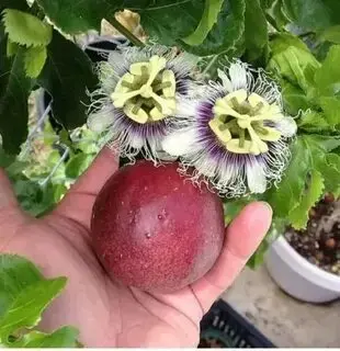 Саженцы Маракуйи
