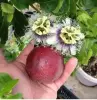 Саженцы Маракуйи