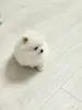 Белый мальчик померанского шпица