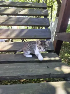 Котенок в добрые руки