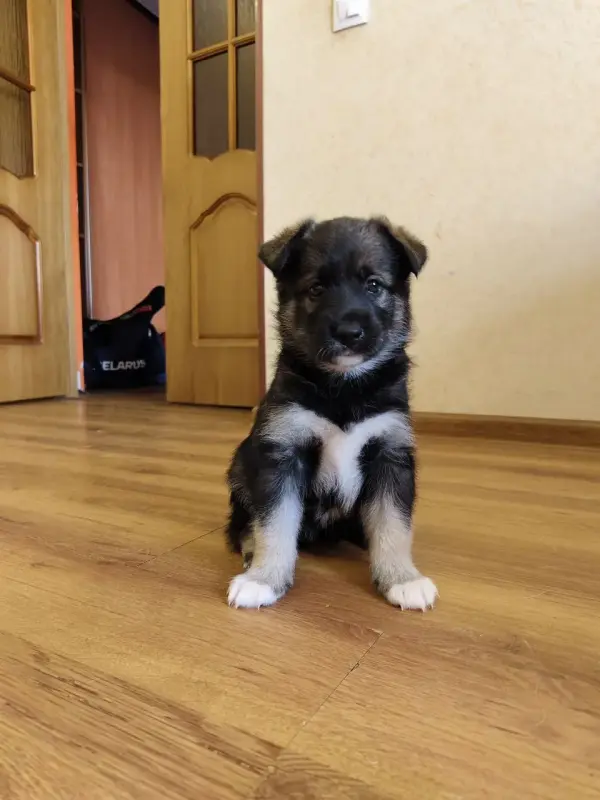 Щенки
