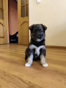 Щенки