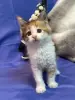 Мейн-Кун котята