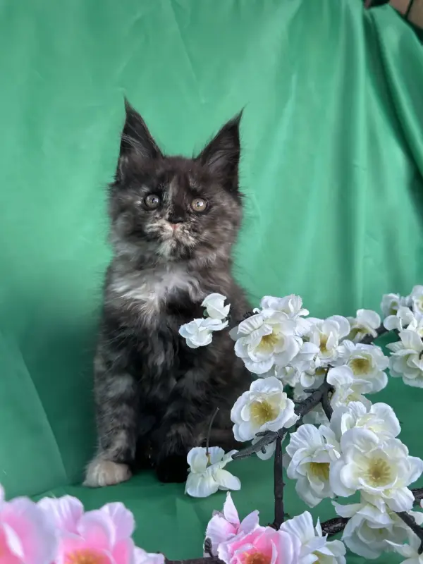 Мейн-Кун котята