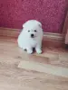 Белый мальчик померанского шпица