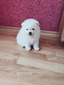 Белый мальчик померанского шпица