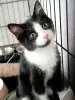 Котенок Лила - малышка на удачу 