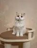 Кошечка породы Селкирк страйт