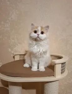 Кошечка породы Селкирк страйт