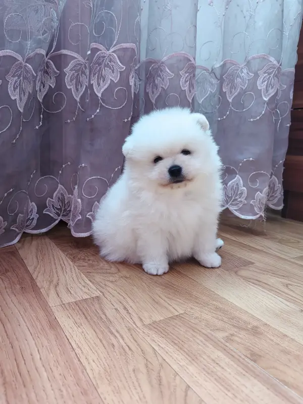 Померанский шпиц