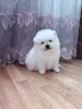 Померанский шпиц